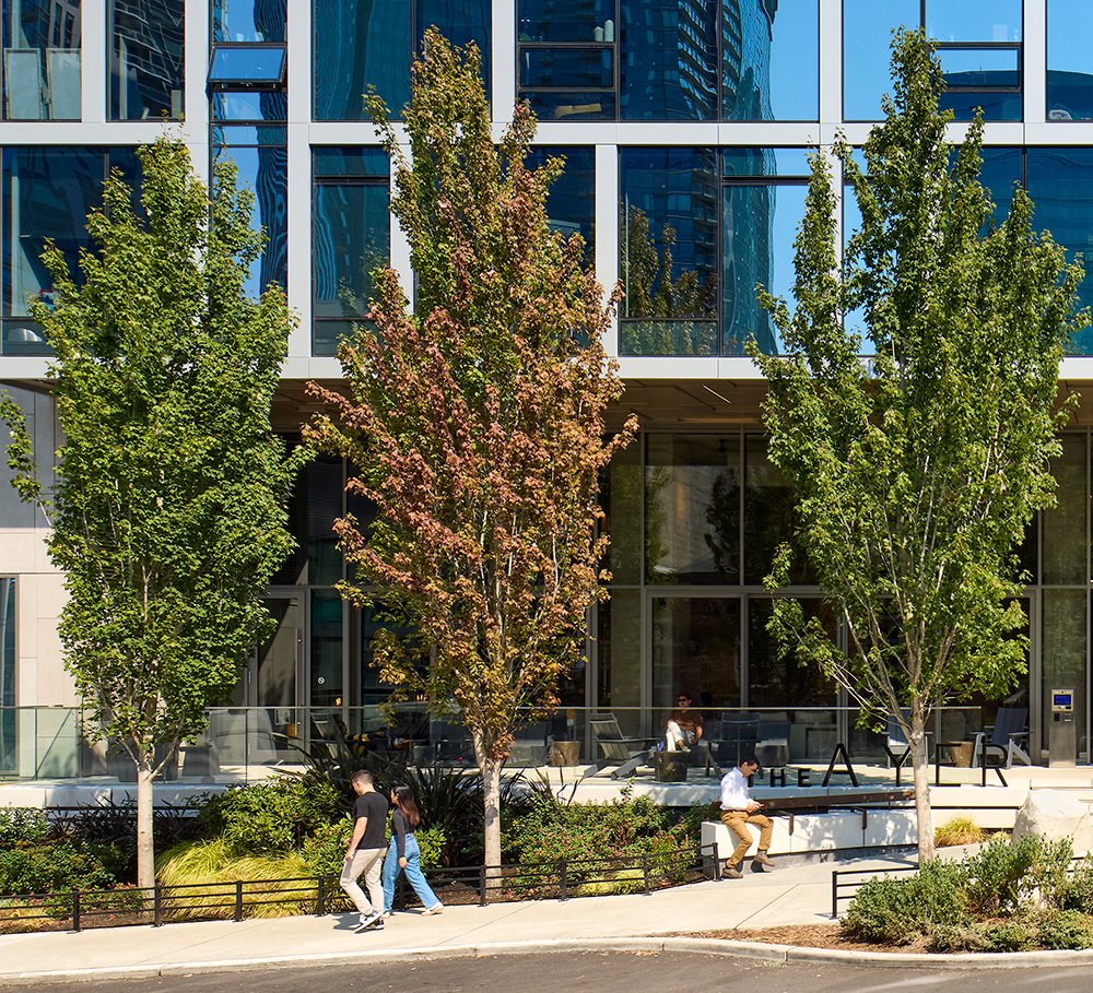 photo of the trees at street level of the ayer in downtown seattle